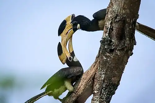 Pair Dandeli Wildlife Sanctuary