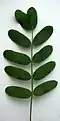 Pinnate leaf of a legume with 10 leaflets