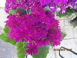 Cineraria deltoidea