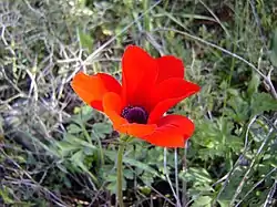 Poppy