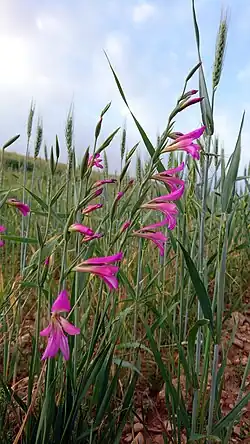 Growing wild in Behbahan