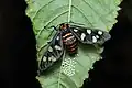 Amata passalis