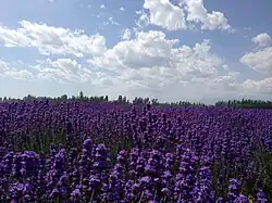 Lavender farm in Huocheng County