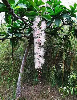 Inflorescence