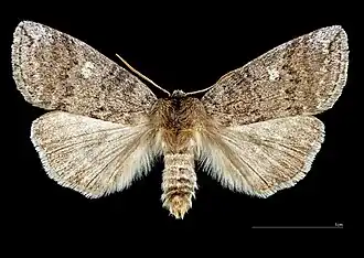 ♂
