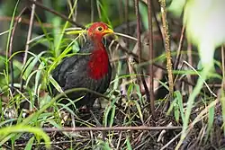 A rotund, dark brown bird with a crimson head and chest