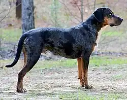 Blue leopard with tan points