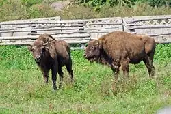 European bison in Hațeg nature reserve