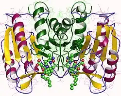 Ribbon diagram of human caspase-3, showing the enzyme as a symmetric dimer. Each monomer includes alpha-helices (green and magenta), beta-sheets (yellow), and loop regions (blue). Bound ligands are shown as space-filling spheres in green, red, and blue.