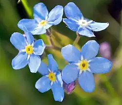 Myosotis (or Forget-me-not).