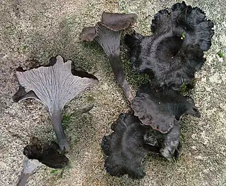 Cantharellus cinereus