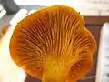 Underside