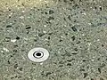 fountain nozzle