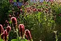 The cultivar 'Strawberry Candle' in a garden in Hyogo, Japan