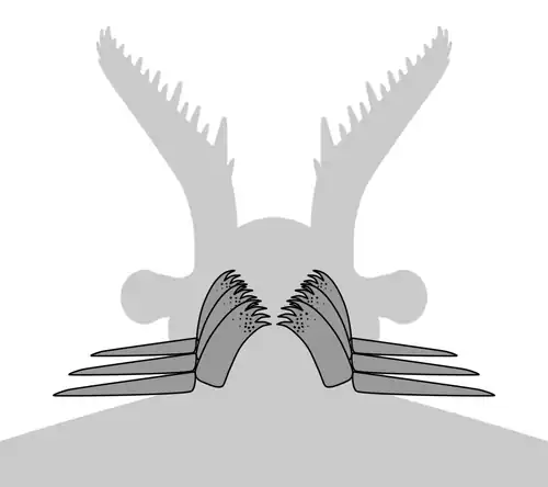 Ventral view of a generalized GLS-bearing radiodont, showing 3 pairs of gnathobase-like structures (GLSs) and corresponded anterior flaps.
