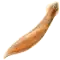 Dugesia japonica