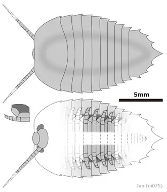 Diagrammatic reconstruction of Kuamaia muricata