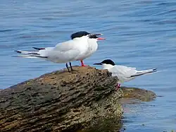 Sandwich tern (left) with a common tern (centre) and a roseate tern (right)