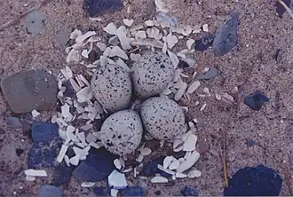 Nest of the piping plover[21][23] on a beach of Île de la Grande-Entrée
