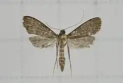 Symmoracma minoralis