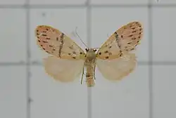 Asura arcuata