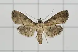 Nacoleia charesalis