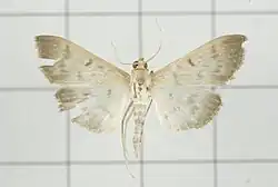 Patania sabinusalis