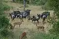 Wildebeest