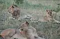 Lions