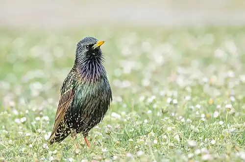 Subspecies S. v. vulgaris