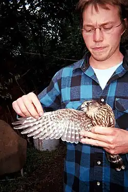 A merlin at Hawk Ridge