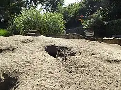 Meerkat compound