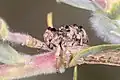 Aades cultratus