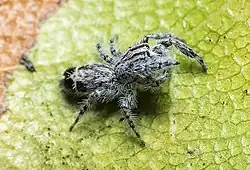 Abracadabrella elegans (Elegant Fly Mimic) from Townsville QLD an Australian Jumping Spider. Male, body length 3.8&nbsp;mm