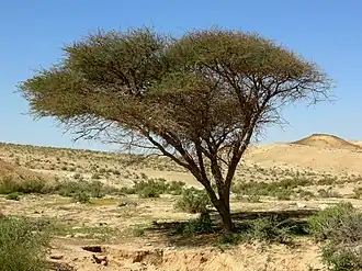 Tlah (Acacia)