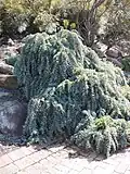 Prostrate Cootamundra Wattle in Grevillea Park
