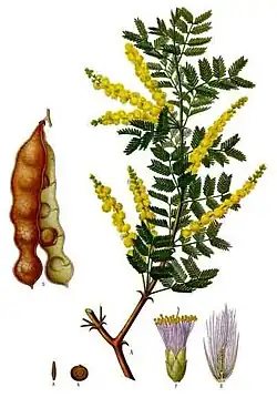 Acacia senegal fruits, in contrast, are dehiscent legume fruit