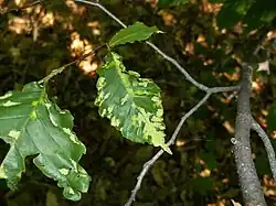 Leaves of Fagus grandifolia exhibiting galls caused by the mite Acalitus ferrugineum