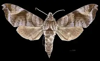 Female dorsal