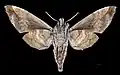Female underside