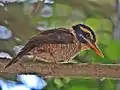 Female