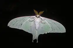 Adult male
