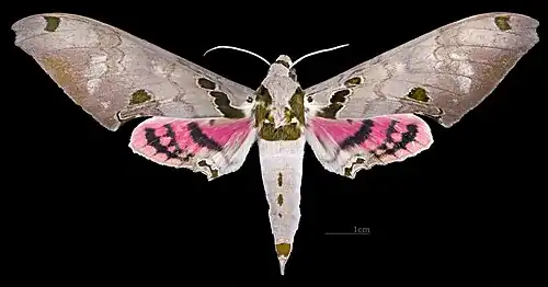 male, dorsal side