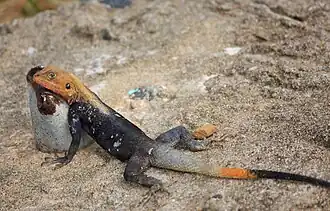 Male, in Liberia