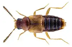 Dorsal view of Agaricochara latissima