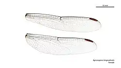 Female wings