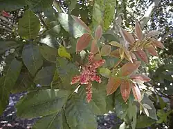 leaves & flowers