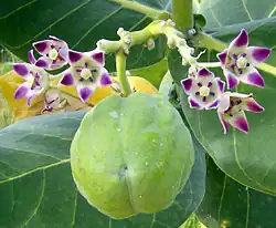 Algodón de seda (Calotropis procera)