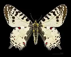 Male