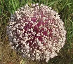 A globular cluster of many pale flowers on red-purple stalks